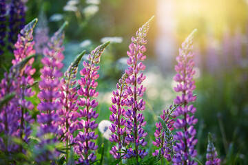 Fototapeta premium Summer sunset on a lupine meadow