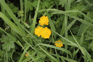 yellow flower on green background