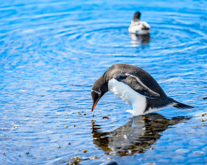 Portrait of a gentoo penguin in Antarctica