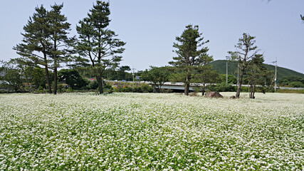 Obraz premium 한국 제주도 메밀꽃이 가득한 메밀밭 풍경