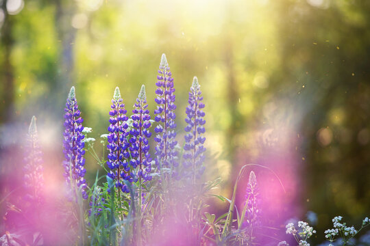 Summer sunset on a lupine meadow