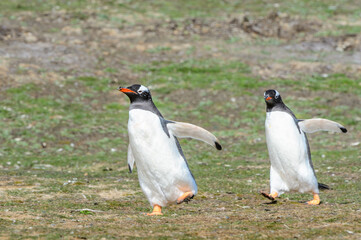 Fauna of the Falkland Islands