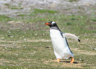 Fauna of the Falkland Islands