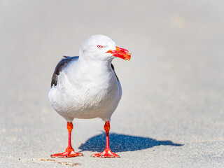 Albatross of Antarctica