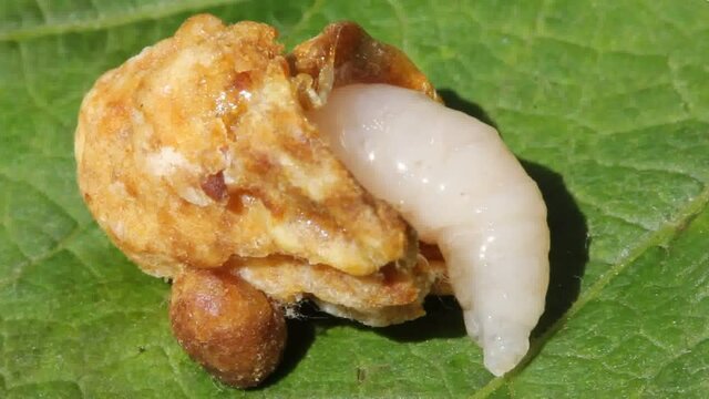 The larva of the queen bee and the opened cocoon. 
The larvae were removed from the exposed cocoons. These were not needed in the colony of developing insects.