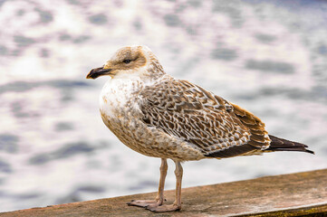 Antactic polar bird