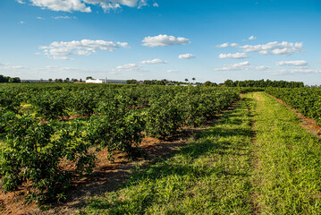 Fototapeta na wymiar .Lemon plantation. Lemon production farm.