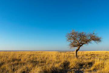 Small tree in dry yellow grass on Kukonje Island