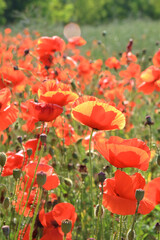 Meadow with wild red poppies in the rays of the evening sun.