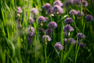 purple flowers in green grass, close up