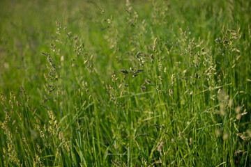 green wild grass field in midsummer, background