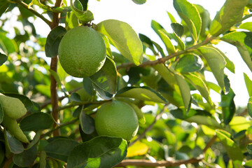 .Lemon plantation. Tree photo, cultivation.