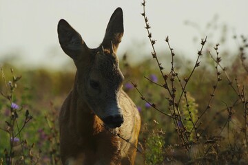 Roe buck smelling a flower. Capreolus capreolus.