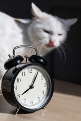 Naklejka premium Alarm clock in the foreground. Fluffy domestic white cat scratches its paw.