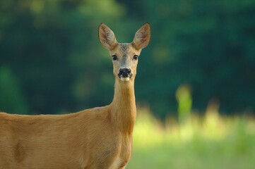 Roe Deer in wildflower hay meadow. Capreolus capreolus.
