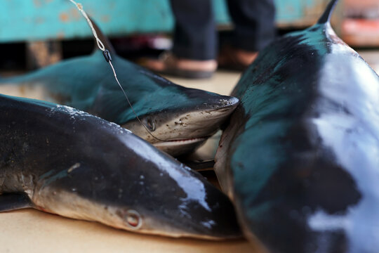 Fresh Big Sharks for sale at traditional Seafood market in Indonesia