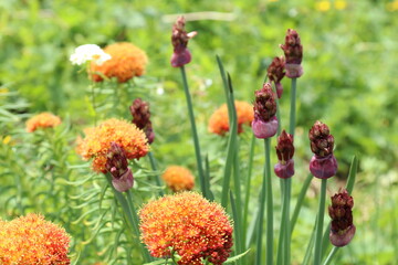 red and yellow flower