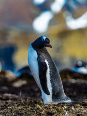 Gentoo penguin © Anton Ivanov Photo