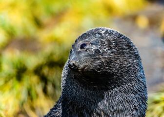 Atlantic fur seal lays and tries to sleep. The eyes are sad.