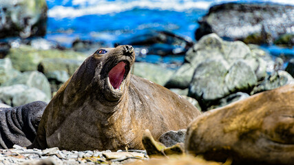 Female elephant seal swanks.