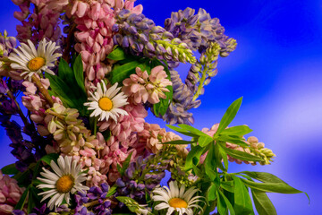 lupine flowers on a blue background