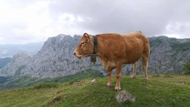 Cow enjoying views of basque mountains