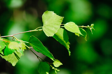 Background leaves green. Birch branch with green leaves. Close-up, selective focus, blurred background.