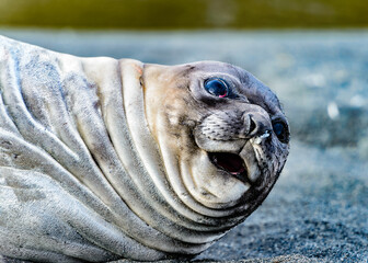 Atlantic seal looks suprised.