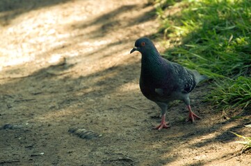 Blue doves on a hot day