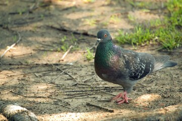 Blue doves on a hot day
