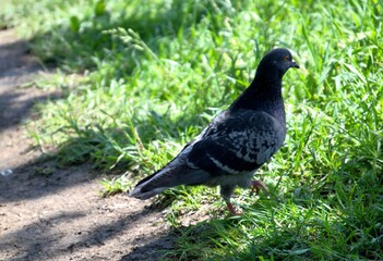 Park pigeons on a hot day