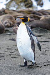 Obraz premium Penguins of South Georgia