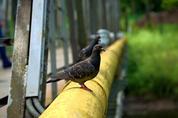 Park pigeons on a hot day