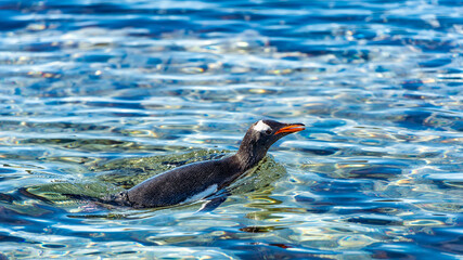 Penguins of Antarctica