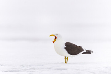 Birds of SouthPole