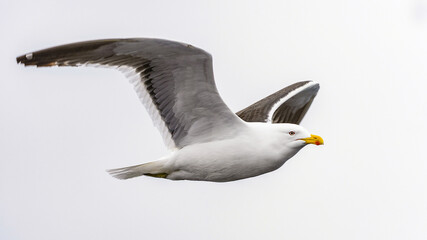 Birds of SouthPole