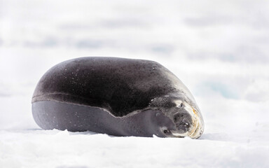 Fauna of South Pole