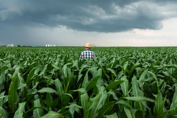 Rear view of senior farmer standing in corn field examining crop.