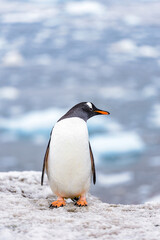 Fototapeta premium Fauna of Antarctica