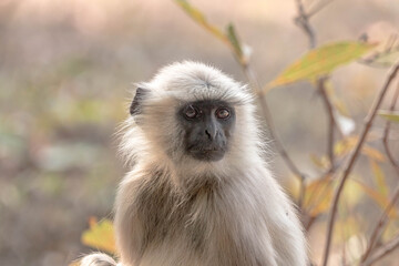 Obraz premium langur at the Bandhavgarh national tiger reserve or forest area