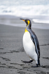 Fototapeta premium Antarctica, South Pole