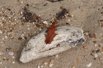 Beach  Artifacts