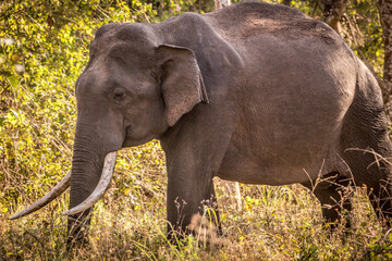 Fototapeta premium Asiatic elephant at the Bandipur tiger reserve.. playing around 
