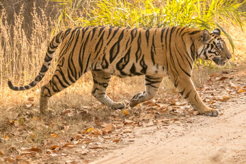Female Tiger with ferocious look at Bandhavgarh National Park walking in its territory
