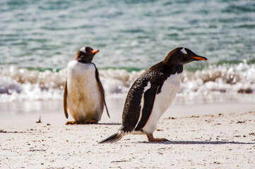 Obraz premium Gentoo penguin portrait on the Falkland Island