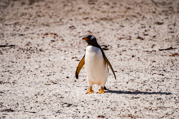 Gentoo penguin portrait on the Falkland Island