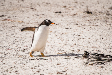 Naklejka premium Gentoo penguin portrait on the Falkland Island