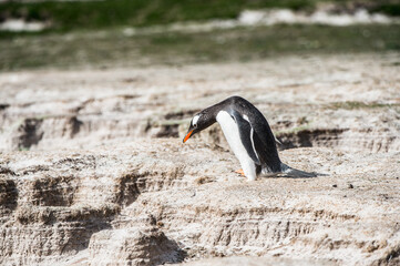 Fototapeta premium Close up of a gentoo penguin in Antarctica