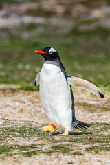 Close up of a gentoo penguin in Antarctica