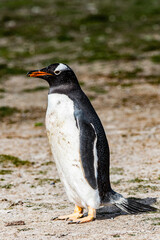 Close up of a gentoo penguin in Antarctica